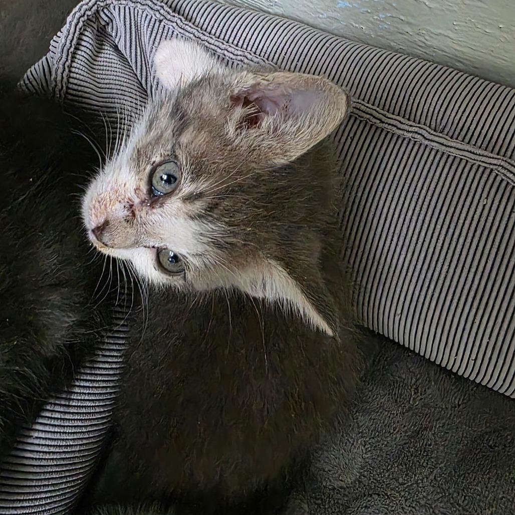 Enlarge Jeffie, a Adoptable Domestic Short Hair in Eureka Springs, AR image 2/3