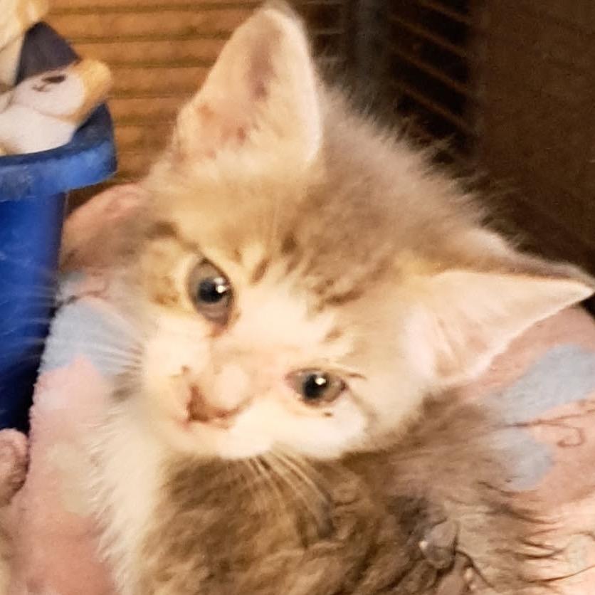 Enlarge Jeffie, a Adoptable Domestic Short Hair in Eureka Springs, AR image 3/3