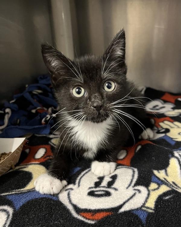 Snow Board (with Ski Goggles), Adoptable, Kitten Male Domestic Short Hair.