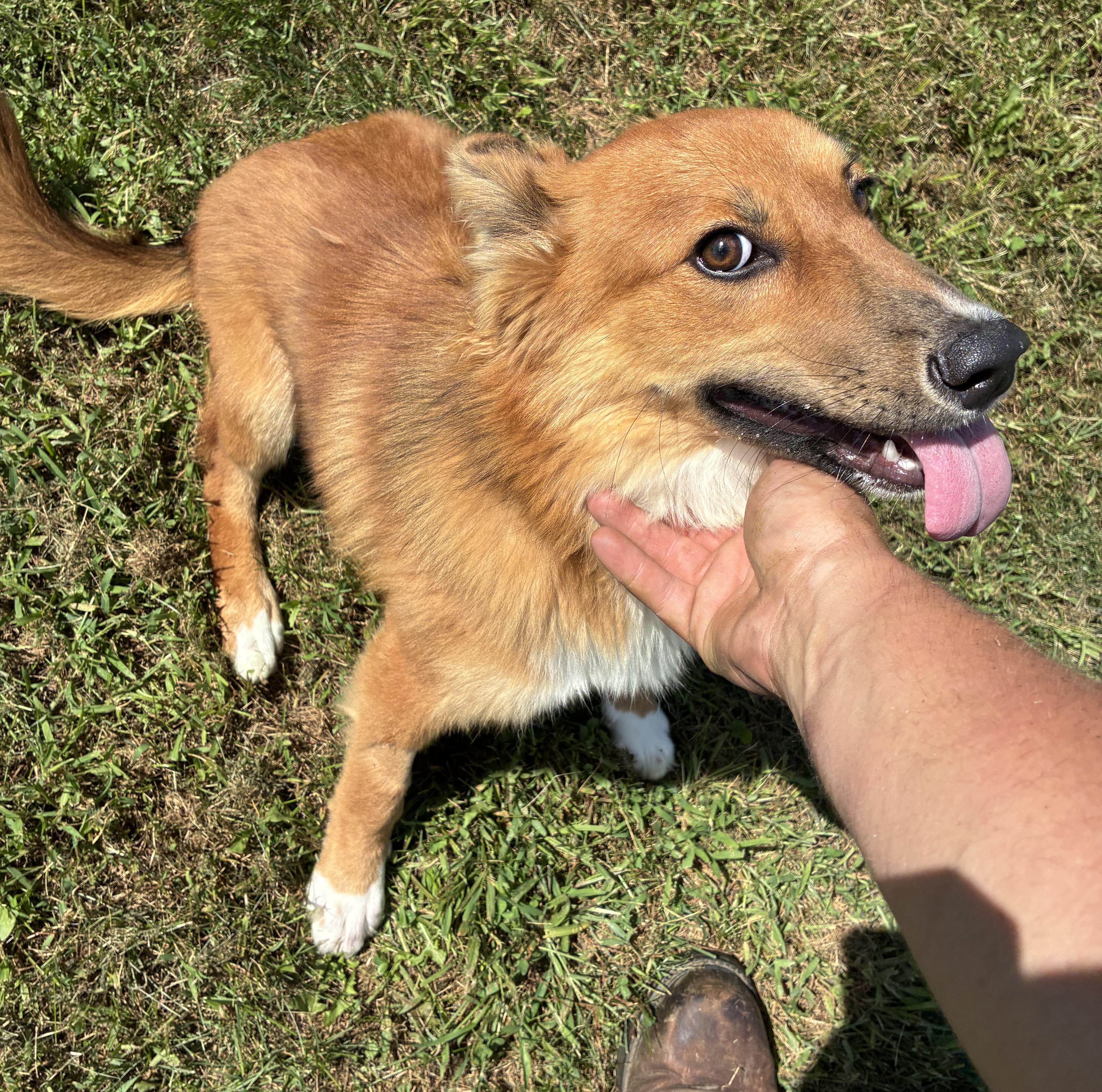 Enlarge Vixey, a Adopted mixed breed in Atlantic, IA image 1/6