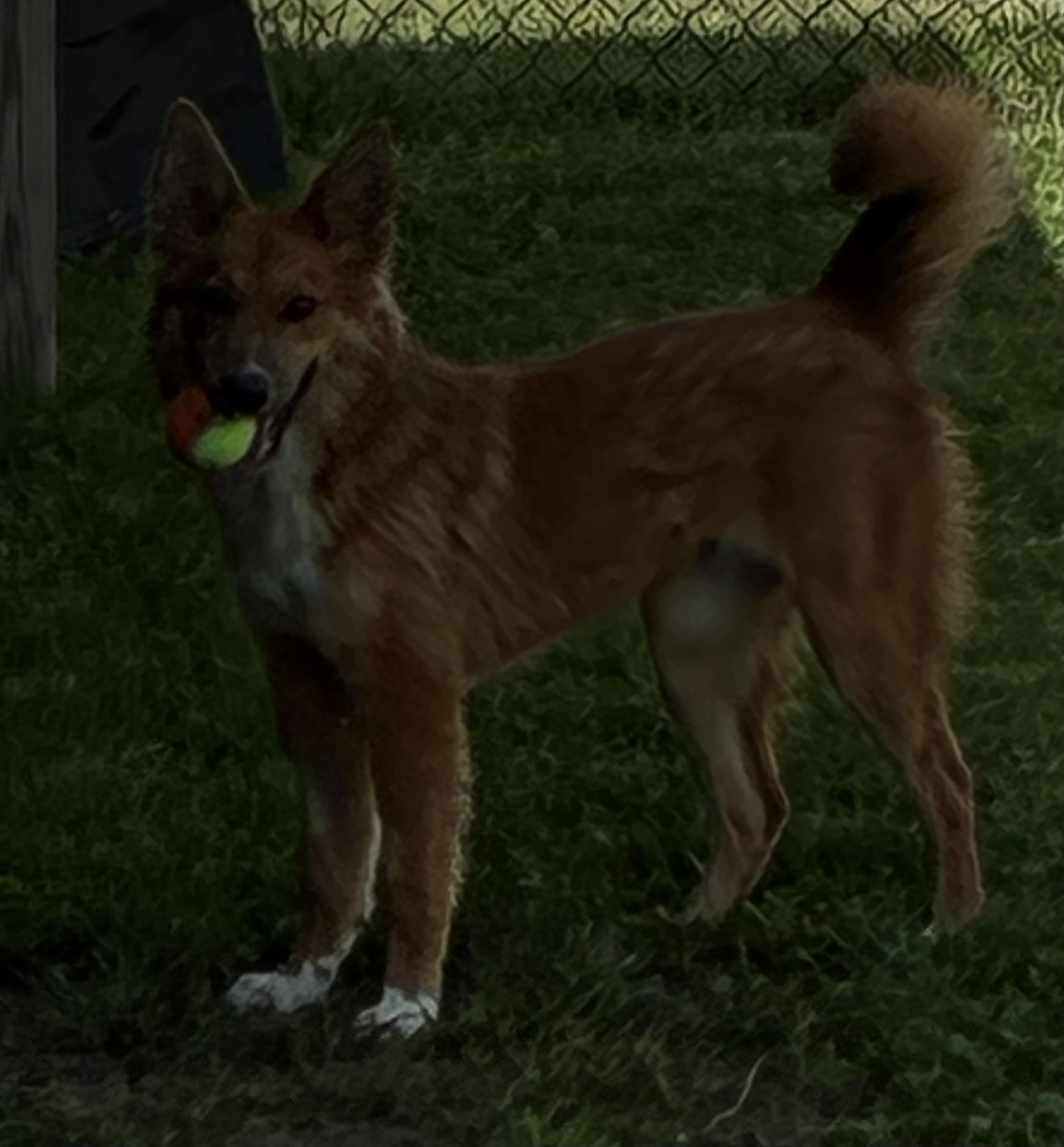 Enlarge Vixey, a Adopted mixed breed in Atlantic, IA image 2/6