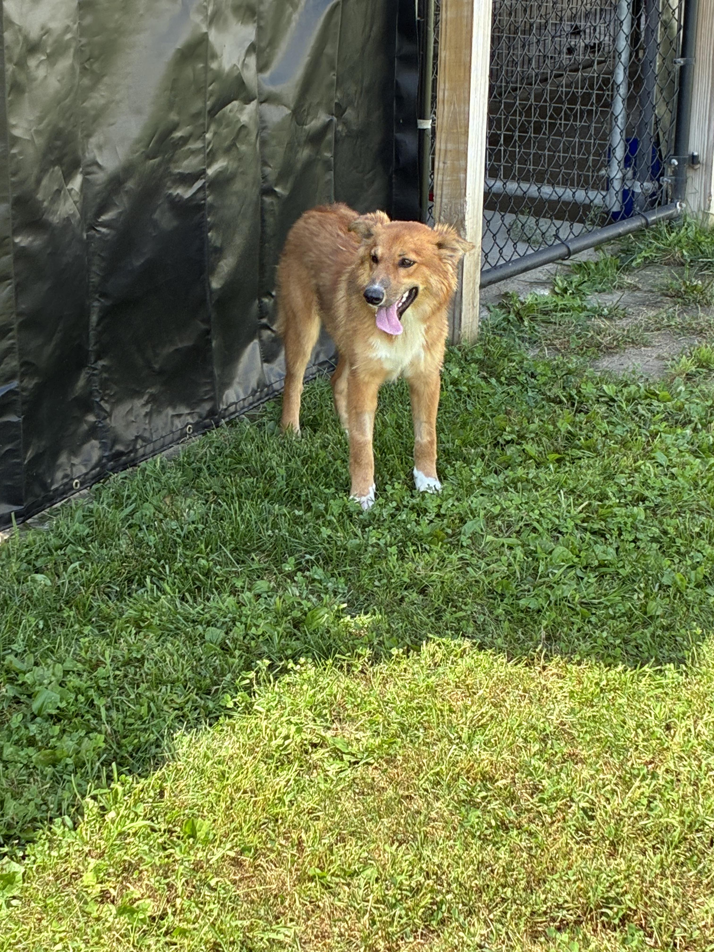 Enlarge Vixey, a Adopted mixed breed in Atlantic, IA image 3/6