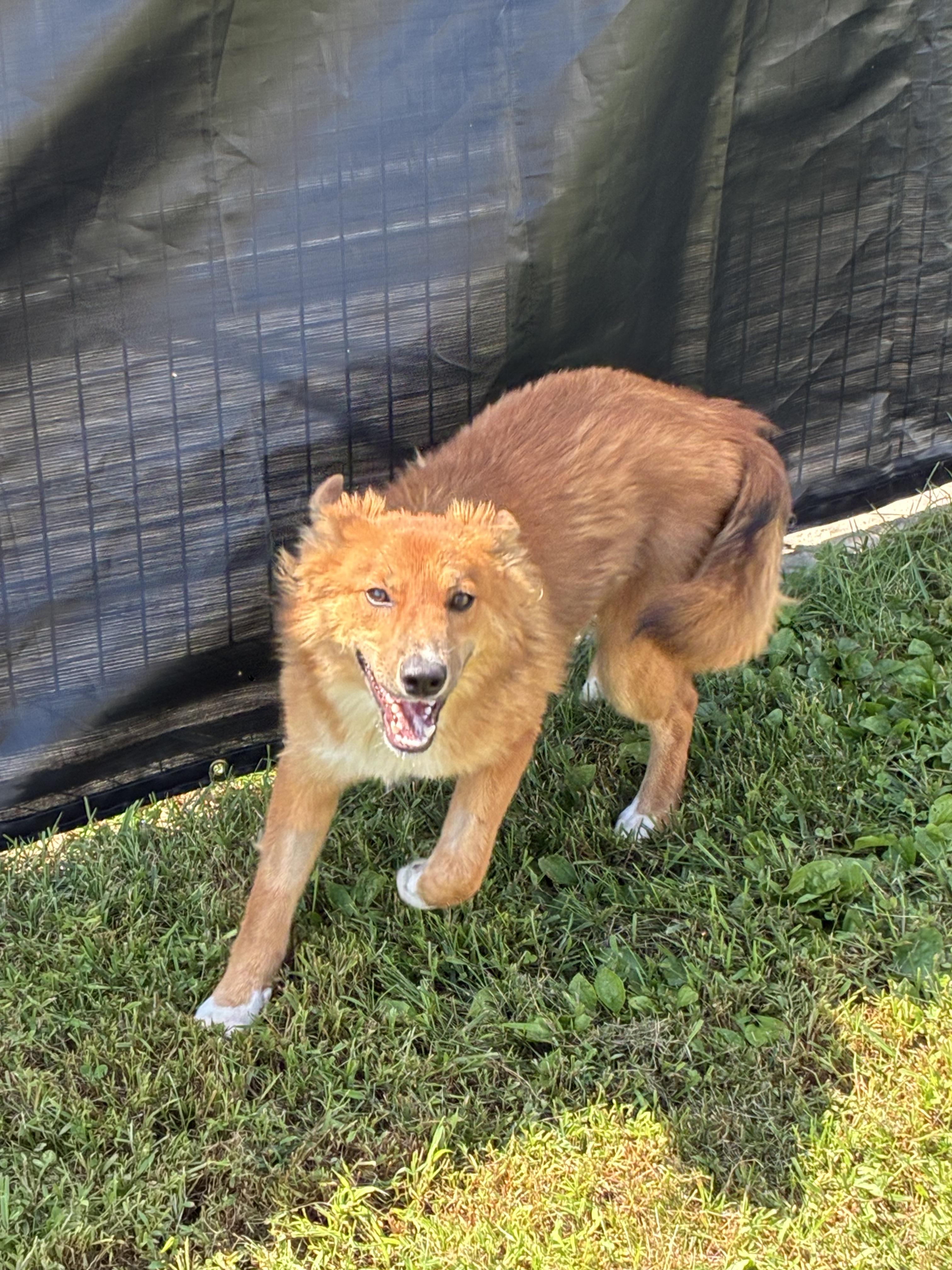 Enlarge Vixey, a Adopted mixed breed in Atlantic, IA image 4/6