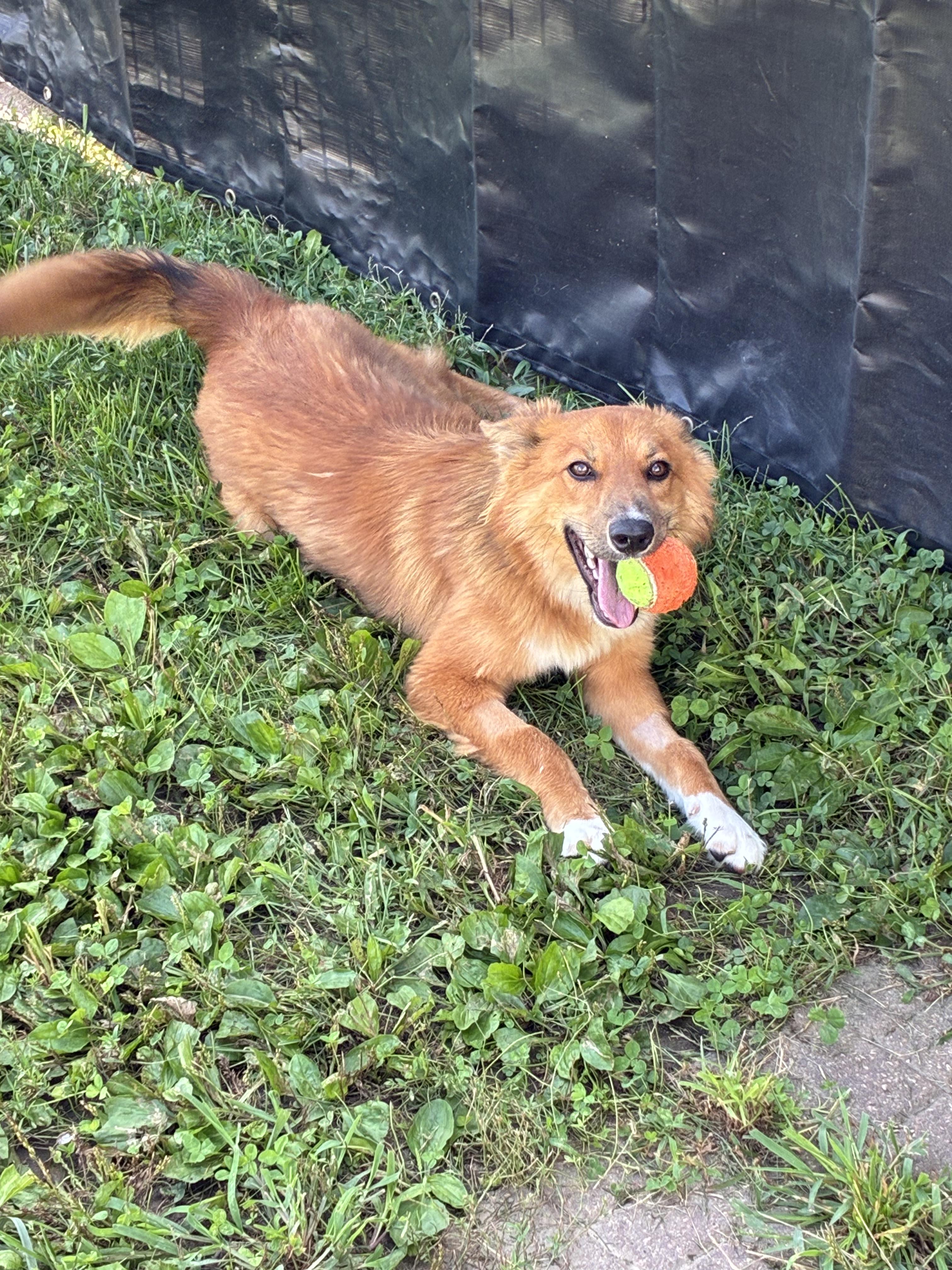Enlarge Vixey, a Adopted mixed breed in Atlantic, IA image 5/6
