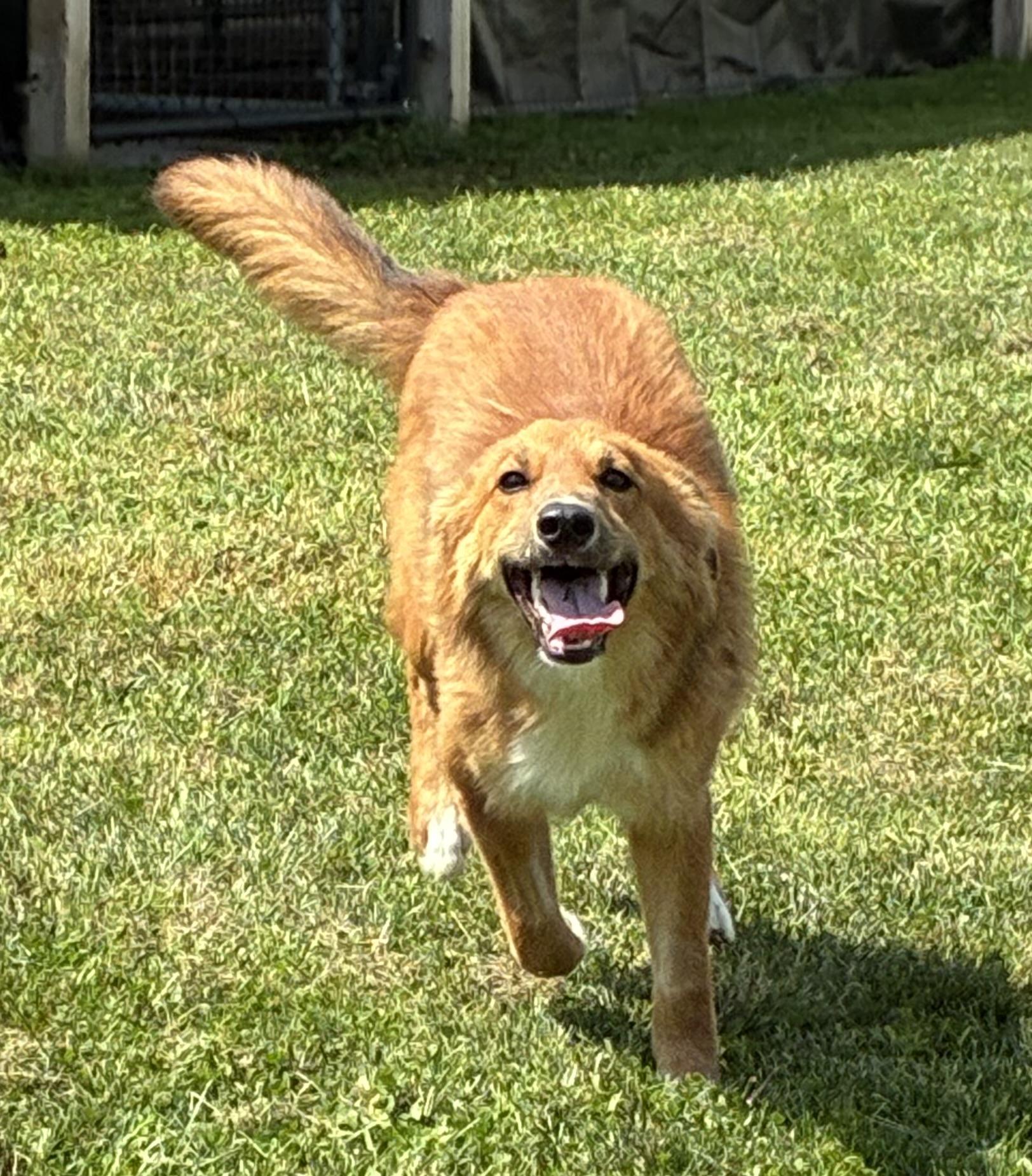 Enlarge Vixey, a Adopted mixed breed in Atlantic, IA image 6/6