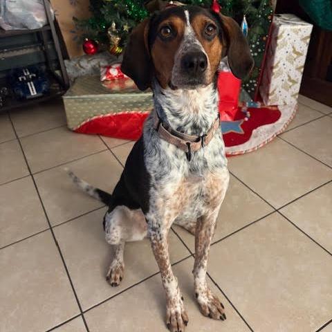 Miss Piggy, Adoptable, Adult Female Hound.