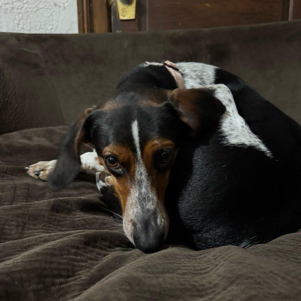 Enlarge Miss Piggy, a Adoptable Hound in Harrisonburg, VA image 1/5