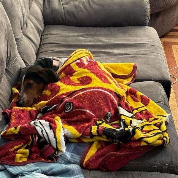 Enlarge Miss Piggy, a Adoptable Hound in Harrisonburg, VA image 2/5