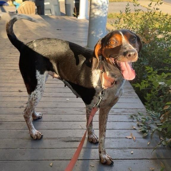 Enlarge Miss Piggy, a Adoptable Hound in Harrisonburg, VA image 3/5