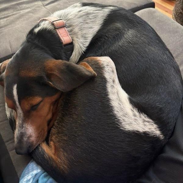 Enlarge Miss Piggy, a Adoptable Hound in Harrisonburg, VA image 4/5