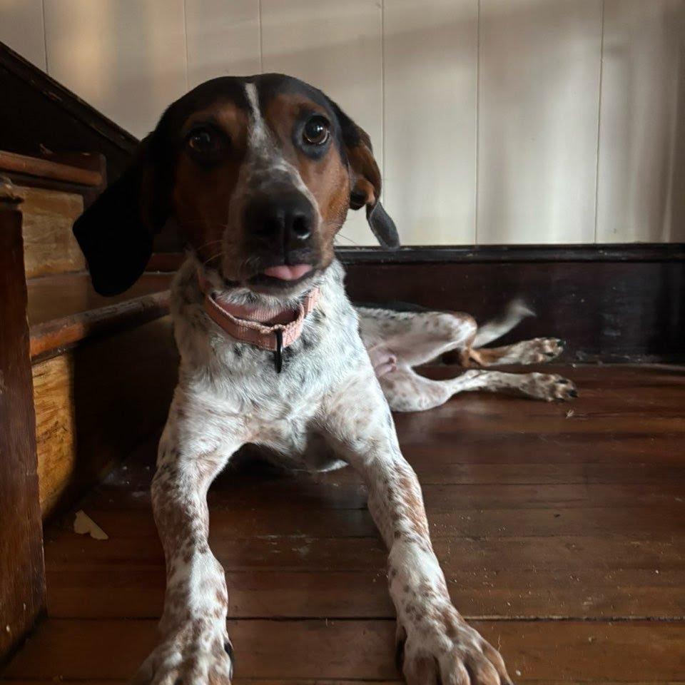 Enlarge Miss Piggy, a Adoptable Hound in Harrisonburg, VA image 5/5