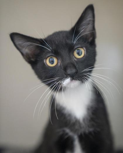 Enlarge Templeton, a Adoptable mixed breed in Pequot Lakes, MN image 1/2