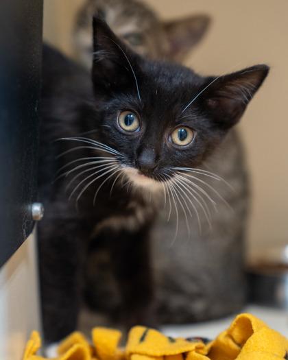 Templeton, Adoptable, Kitten Male Domestic Short Hair & Domestic Short Hair.