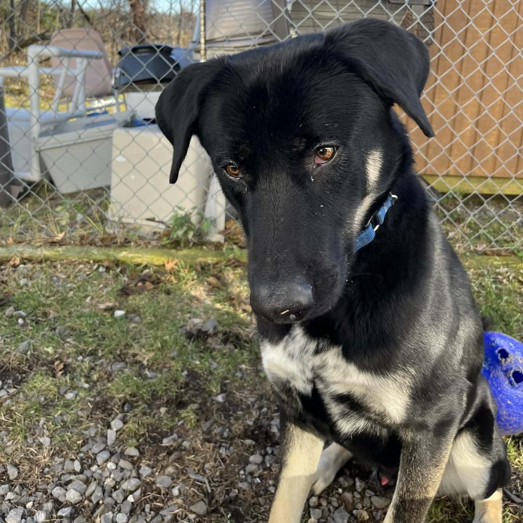 Milo, Adoptable, Adult Male Shepherd & Husky.