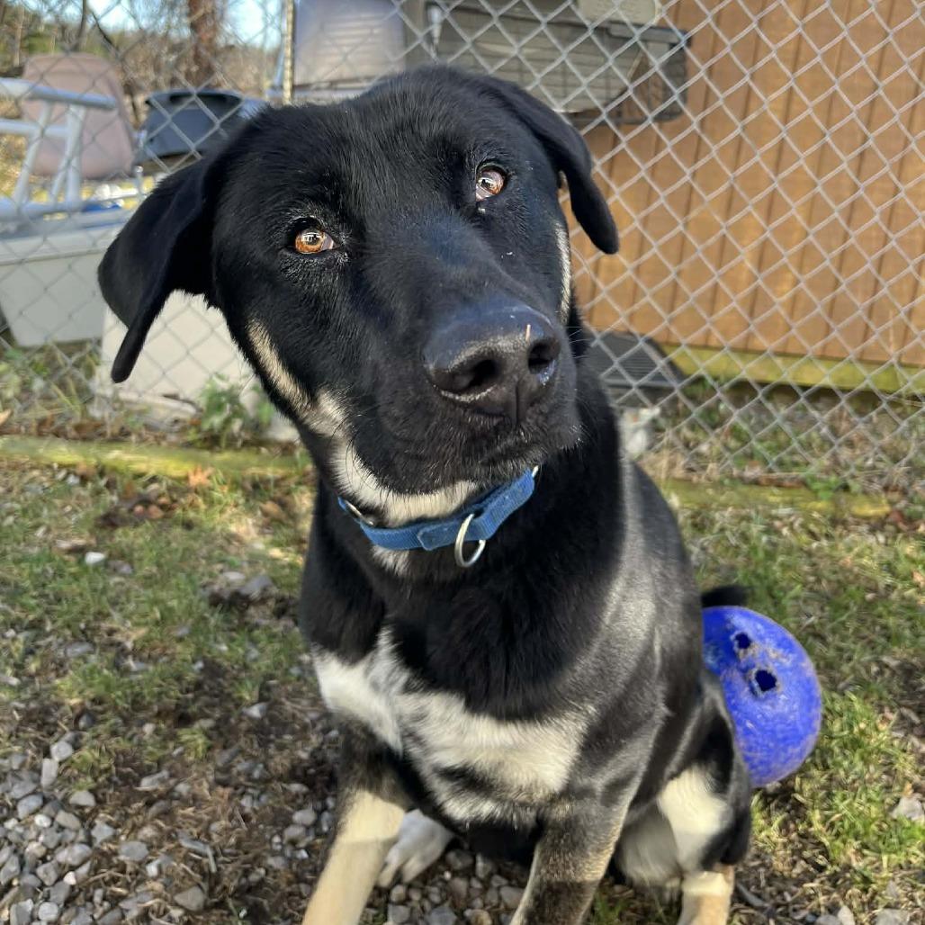 Milo, a Adoptable mixed breed in South Haven, MI image 2/5