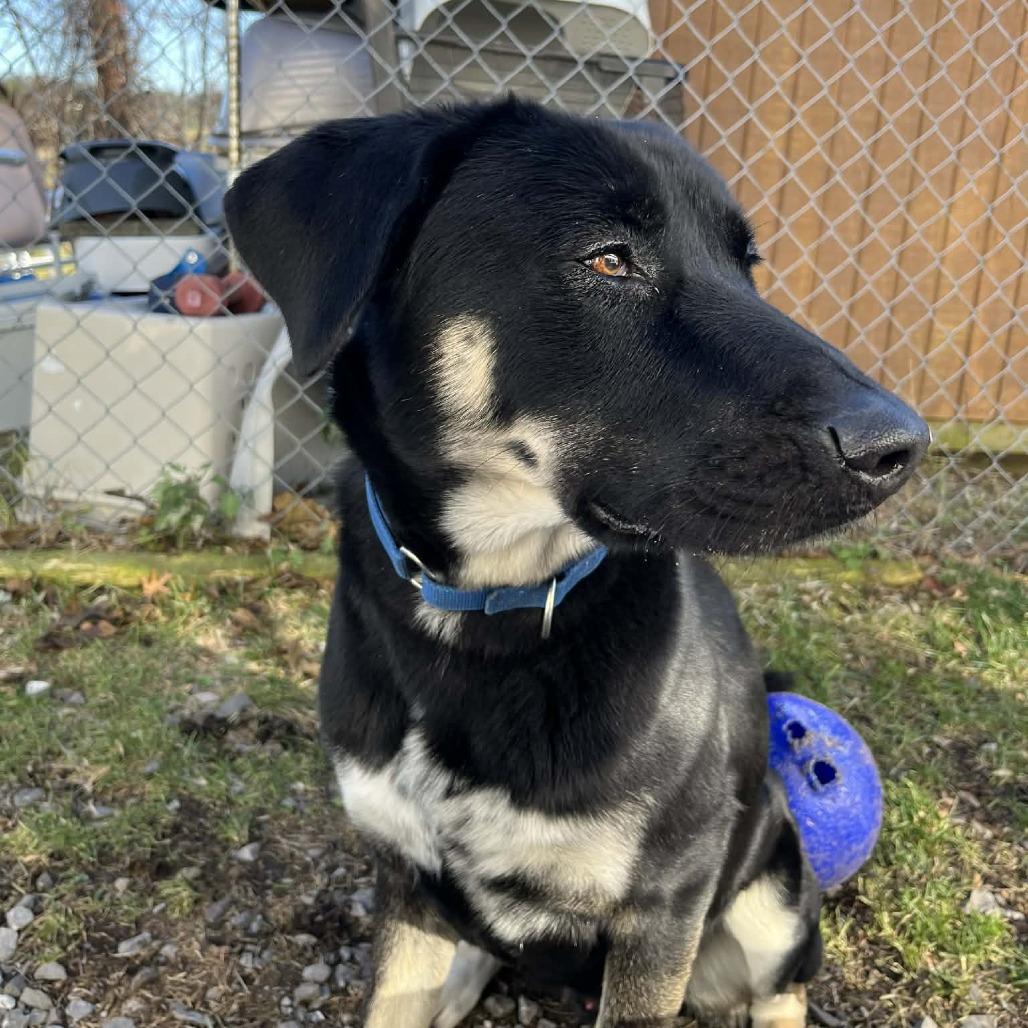 Milo, a Adoptable mixed breed in South Haven, MI image 4/5