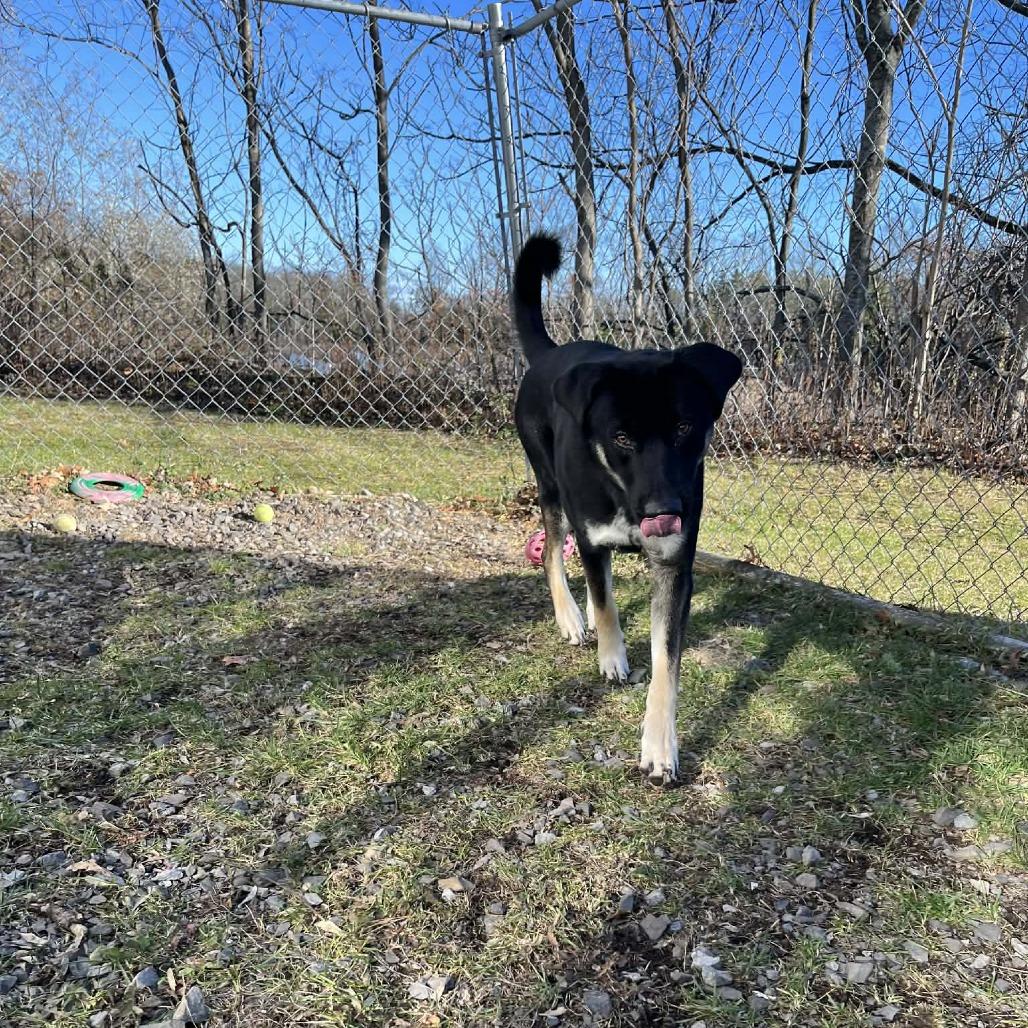 Milo, a Adoptable mixed breed in South Haven, MI image 5/5