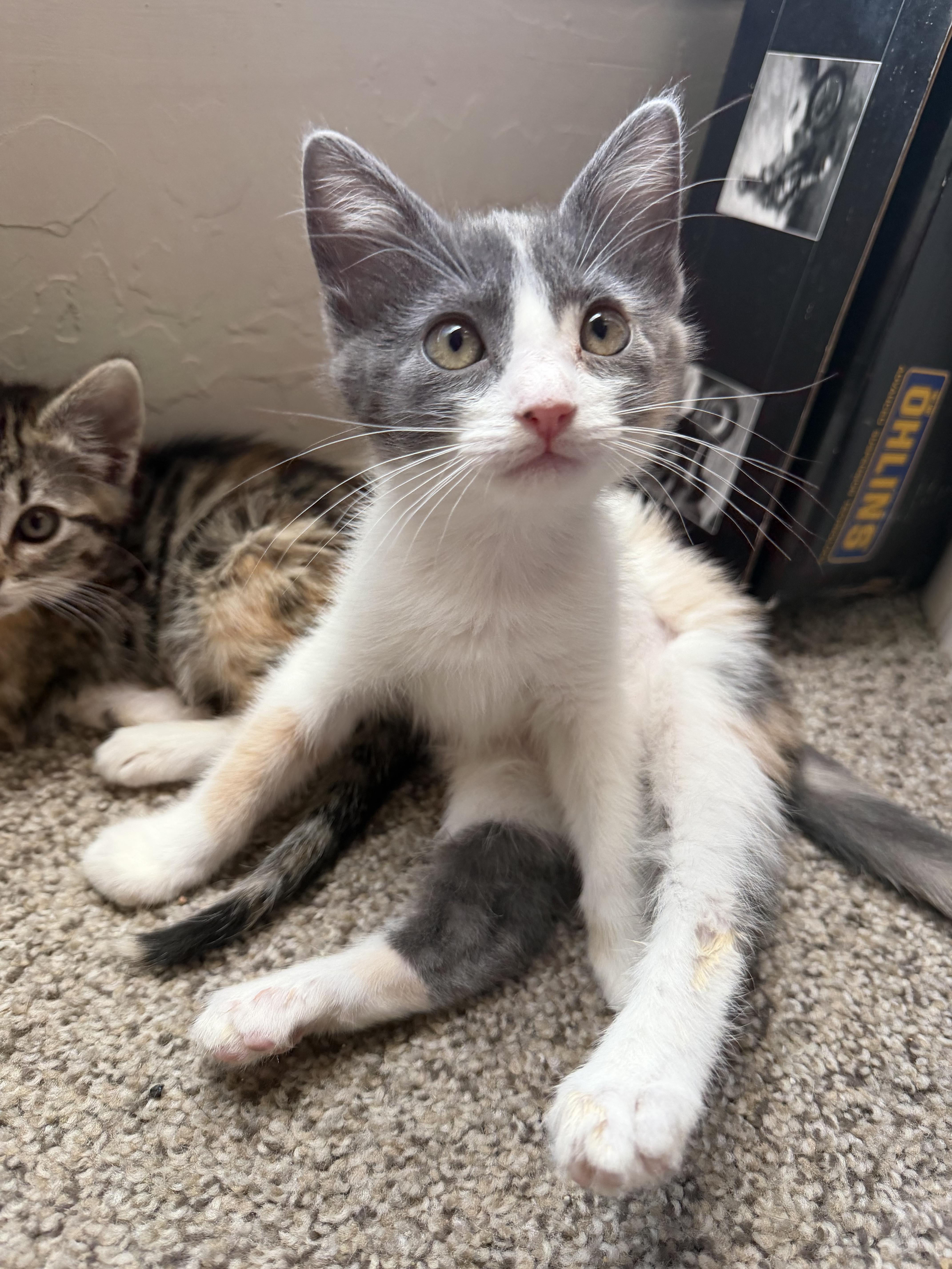 Clementine !, a Adoptable Domestic Medium Hair in Rio Linda, CA image 1/3