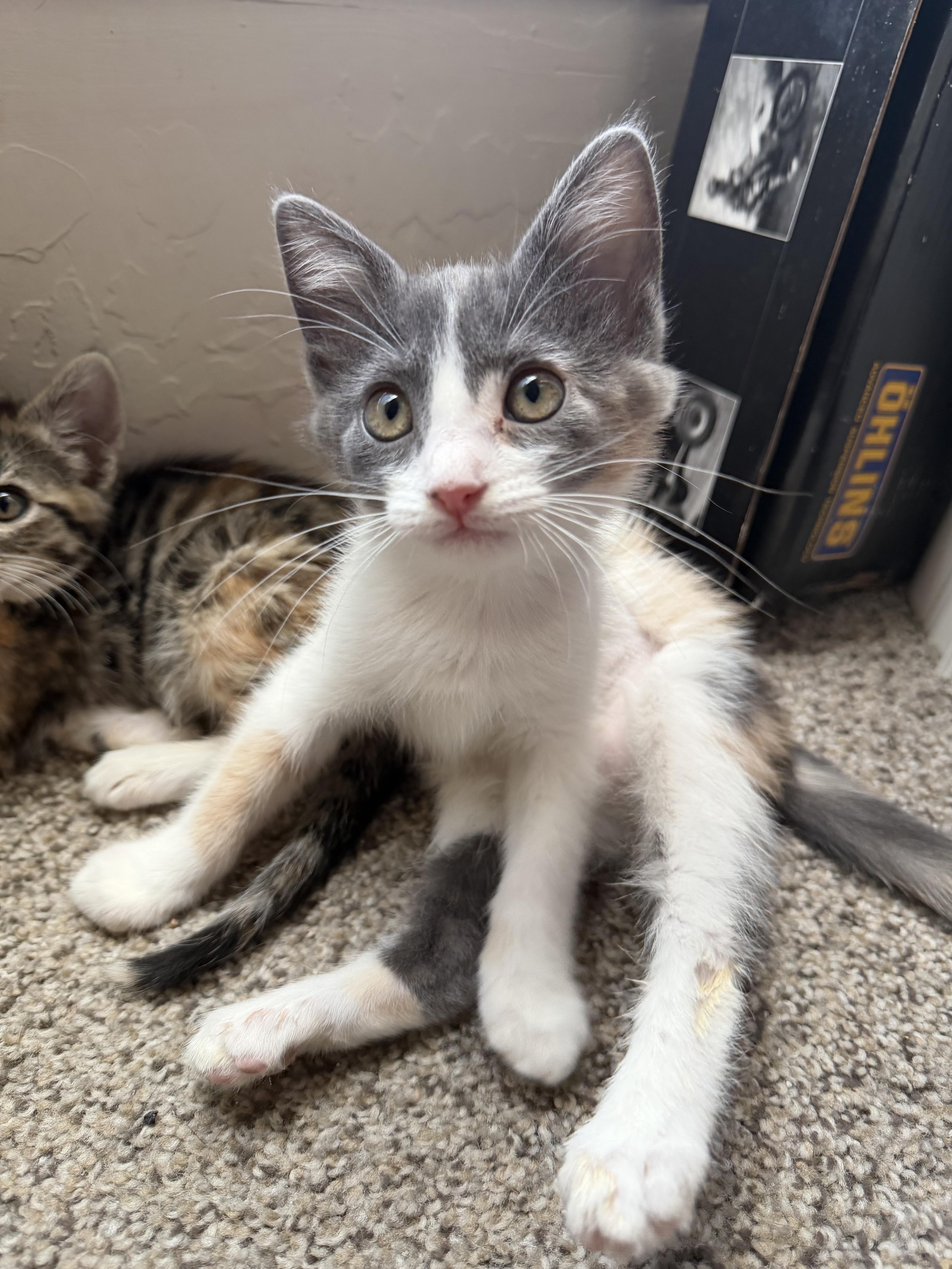 Clementine !, a Adoptable Domestic Medium Hair in Rio Linda, CA image 2/3