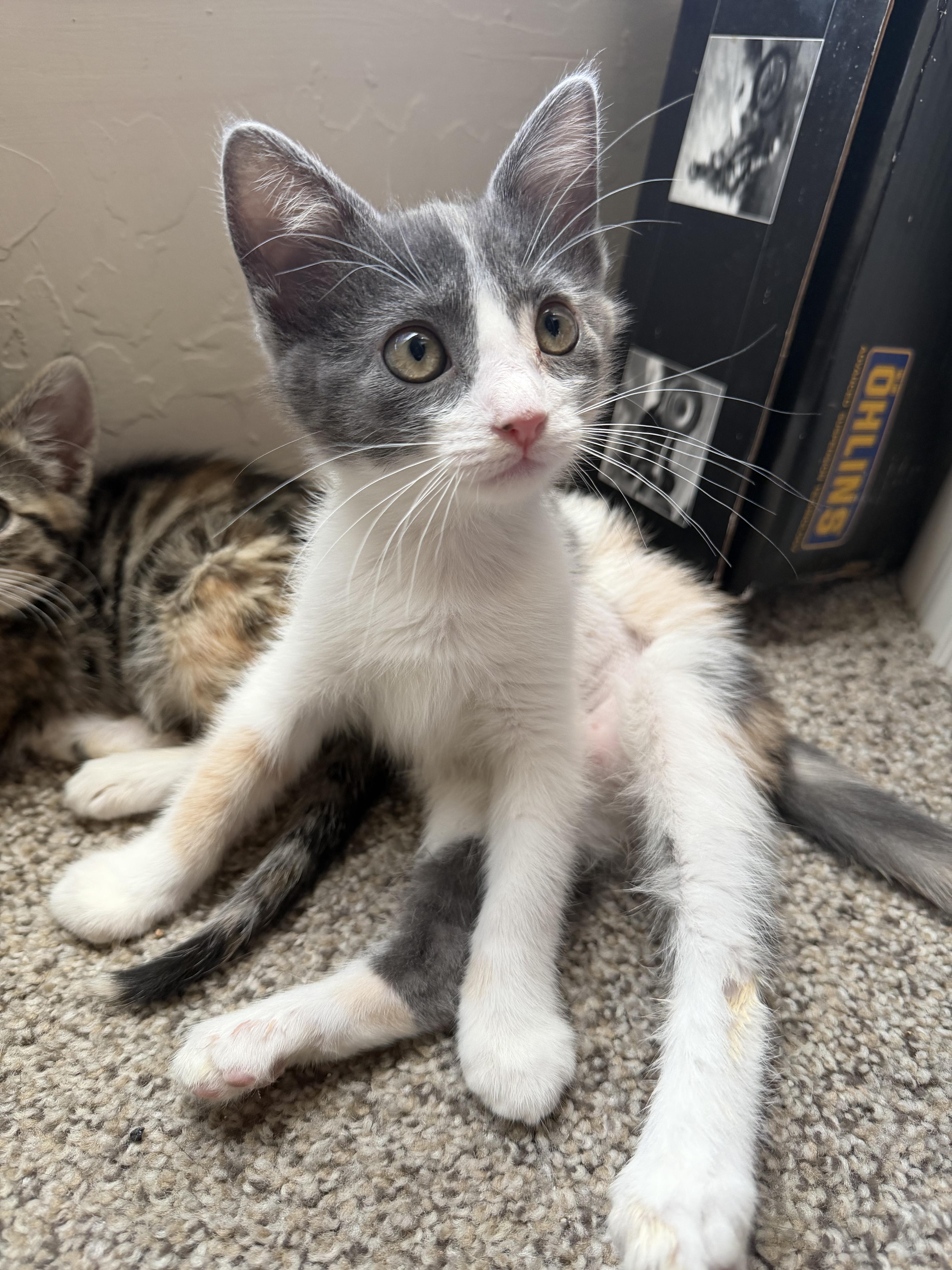 Clementine !, a Adoptable Domestic Medium Hair in Rio Linda, CA image 3/3