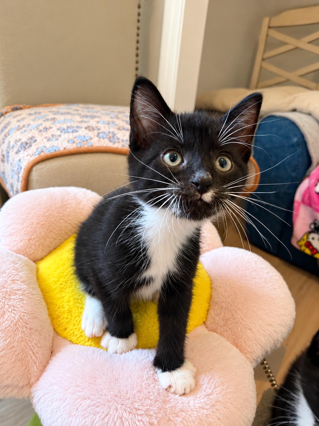 KitKat, Adoptable, Kitten Female Domestic Short Hair.