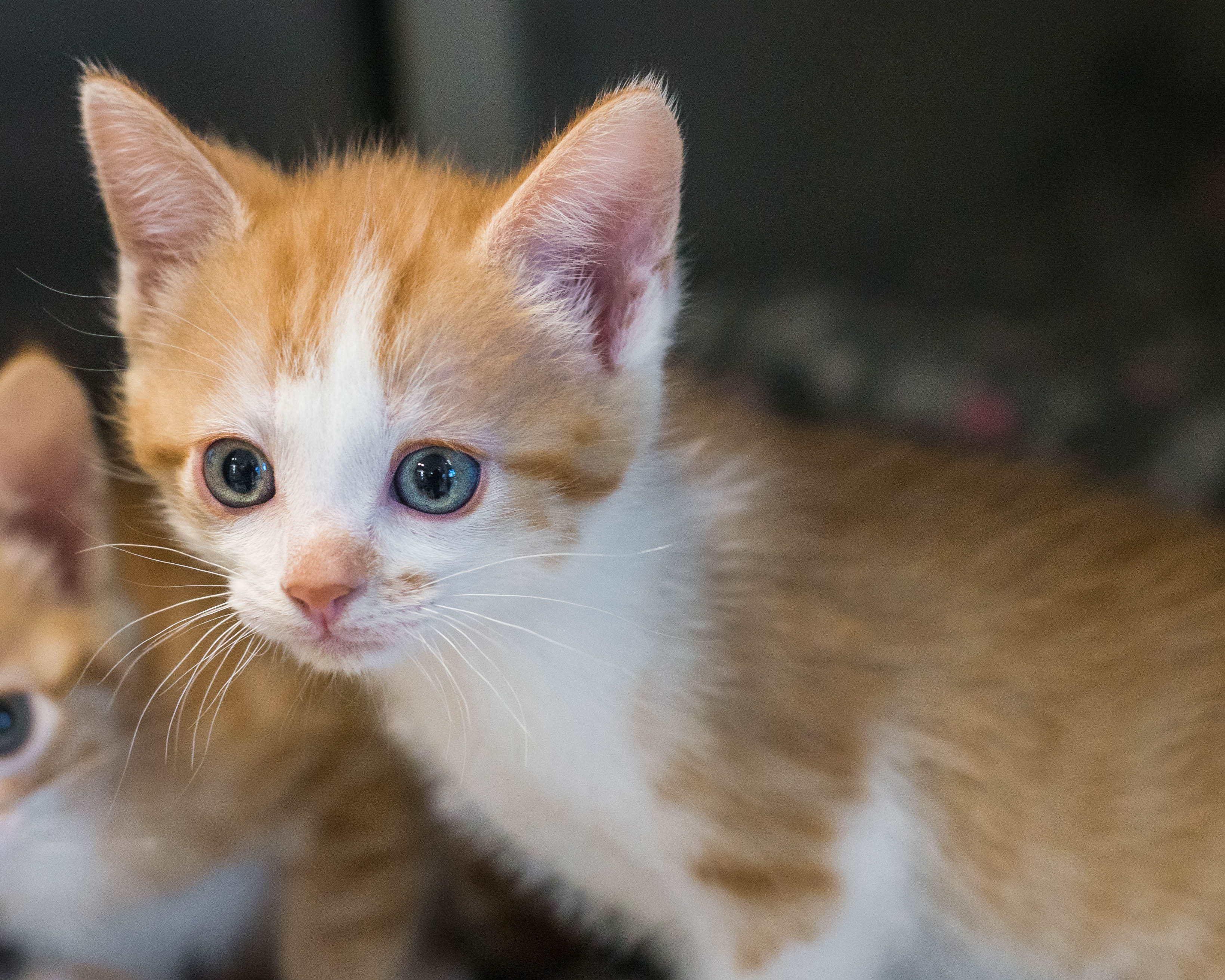 Cat for adoption Beans, a Domestic Short Hair in Mont Belvieu, TX
