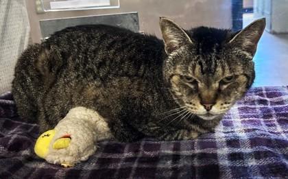 Waltina, a Adoptable Domestic Short Hair in Stanwood, WA image 2/2