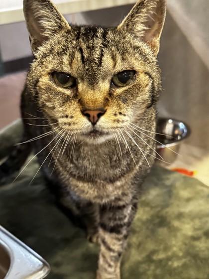 Waltina, Adoptable, Senior Female Domestic Short Hair.