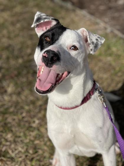 Enlarge Patches, a Adoptable mixed breed in Longview, TX image 1/1