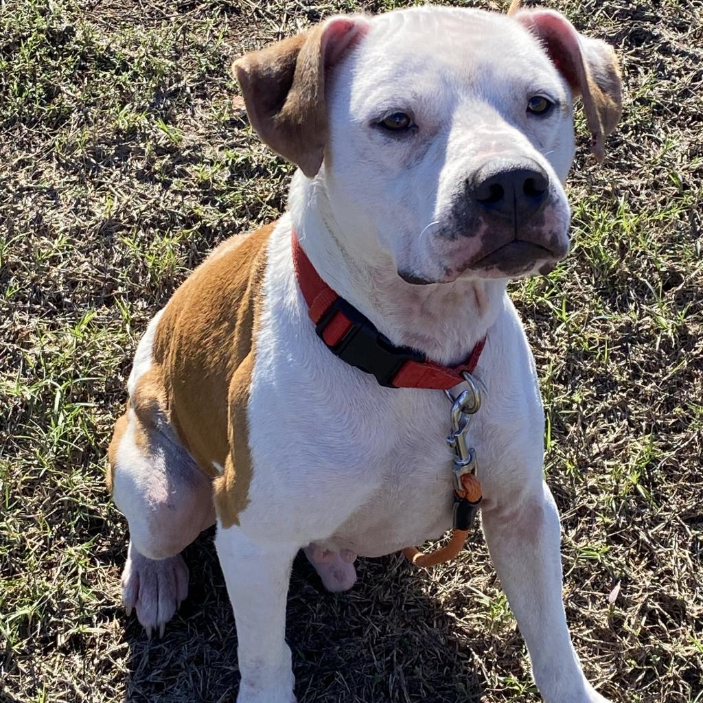 Luka, a Adoptable Mixed Breed in Duncan, OK image 1/6