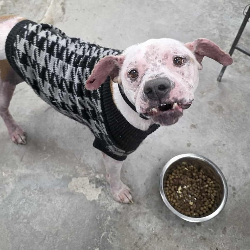 Luka, a Adoptable Mixed Breed in Duncan, OK image 2/6