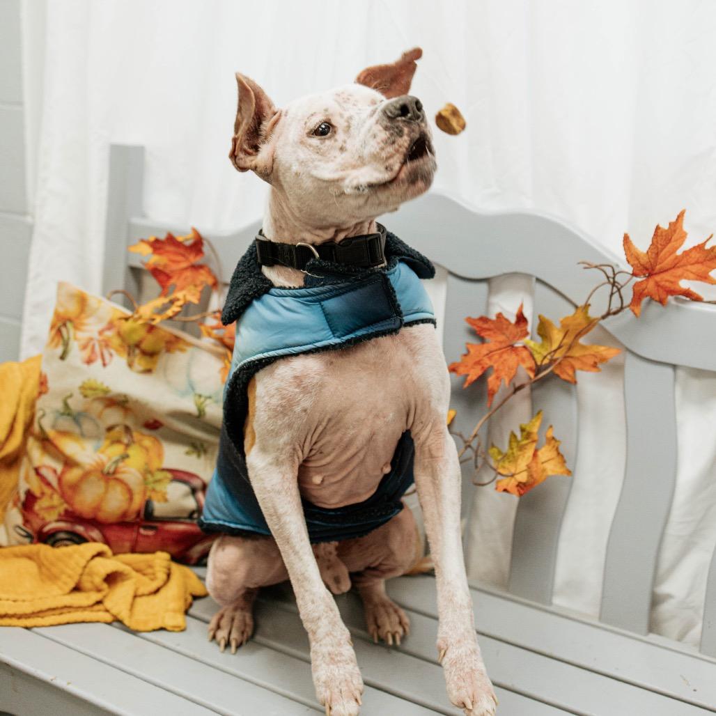 Luka, a Adoptable Mixed Breed in Duncan, OK image 3/6