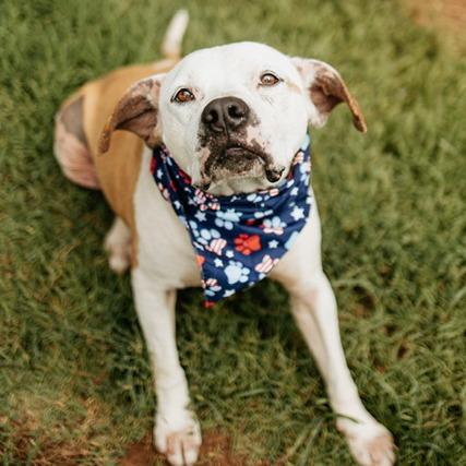 Luka, a Adoptable Mixed Breed in Duncan, OK image 4/6
