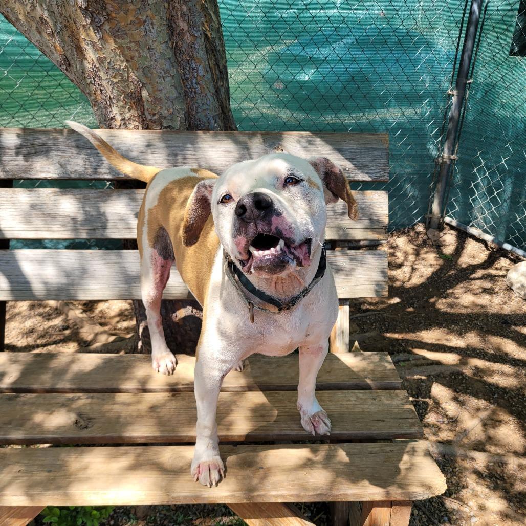 Enlarge Luka, a Adoptable Mixed Breed in Duncan, OK image 5/6