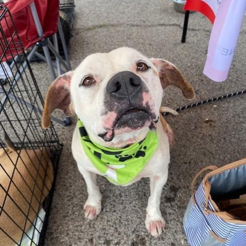 Luka, a Adoptable Mixed Breed in Duncan, OK image 5/6