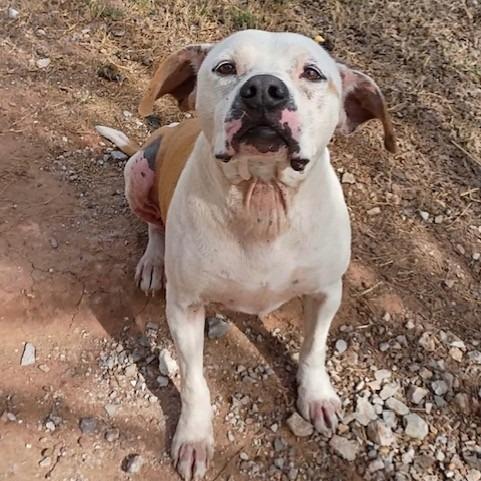 Enlarge Luka, a Adoptable Mixed Breed in Duncan, OK image 5/6