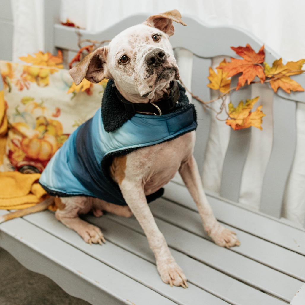 Luka, a Adoptable Mixed Breed in Duncan, OK image 5/6