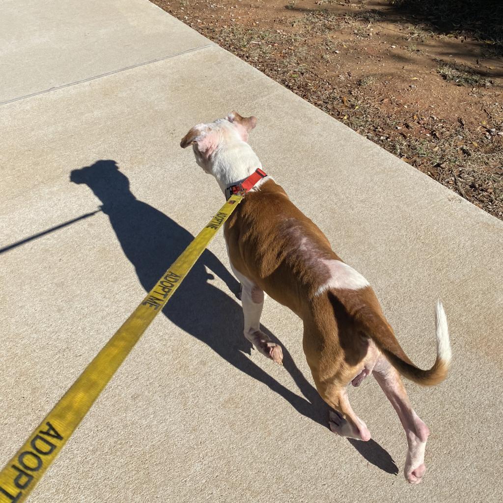 Luka, a Adoptable Mixed Breed in Duncan, OK image 6/6