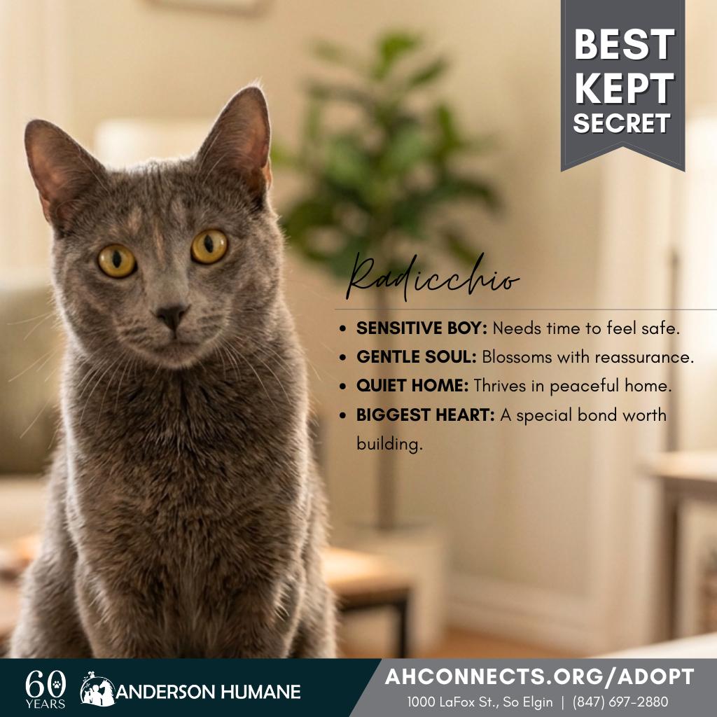Radicchio, Adoptable, Adult Male Domestic Short Hair.