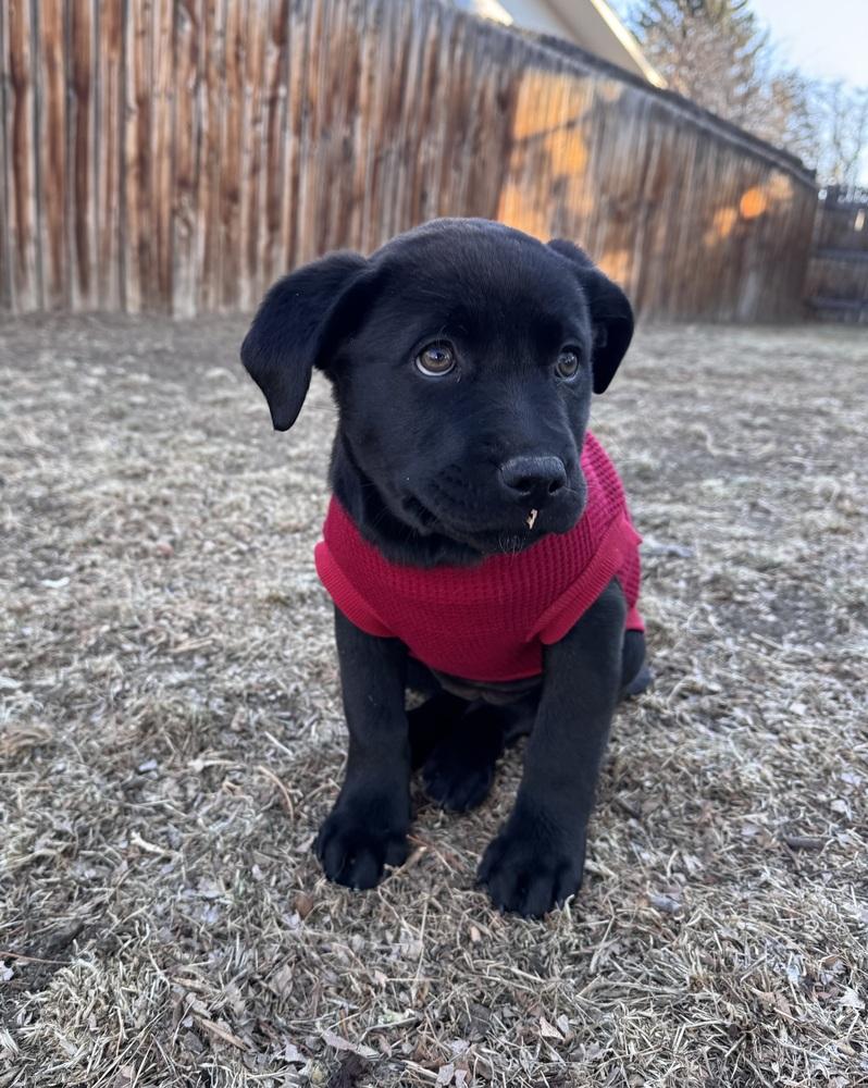 Enlarge Cahilliee / Matzo, a Adoptable mixed breed in Broomfield, CO image 2/6