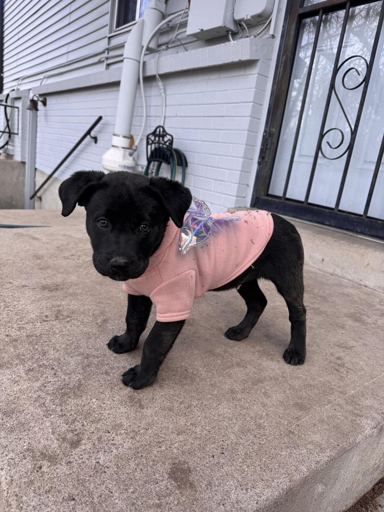 Enlarge Cahilliee / Matzo, a Adoptable mixed breed in Broomfield, CO image 3/6