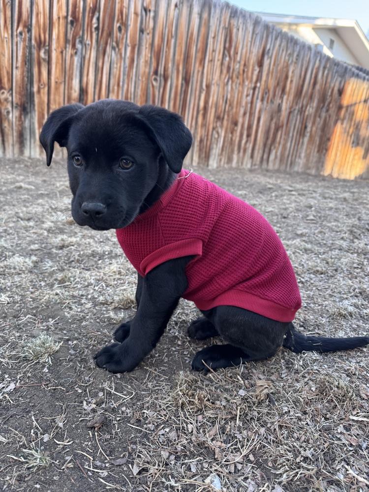 Enlarge Cahilliee / Matzo, a Adoptable mixed breed in Broomfield, CO image 4/6