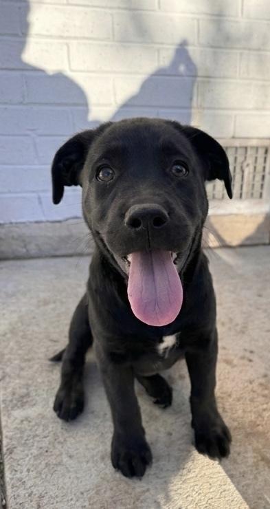 Enlarge Cahilliee / Matzo, a Adoptable mixed breed in Broomfield, CO image 6/6