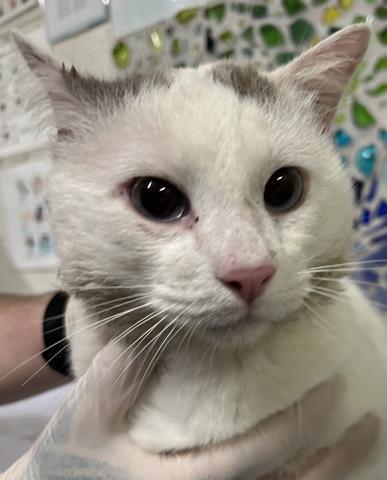 Enlarge OLIVER JACK, a Adoptable Domestic Medium Hair in Pensacola, FL image 1/1