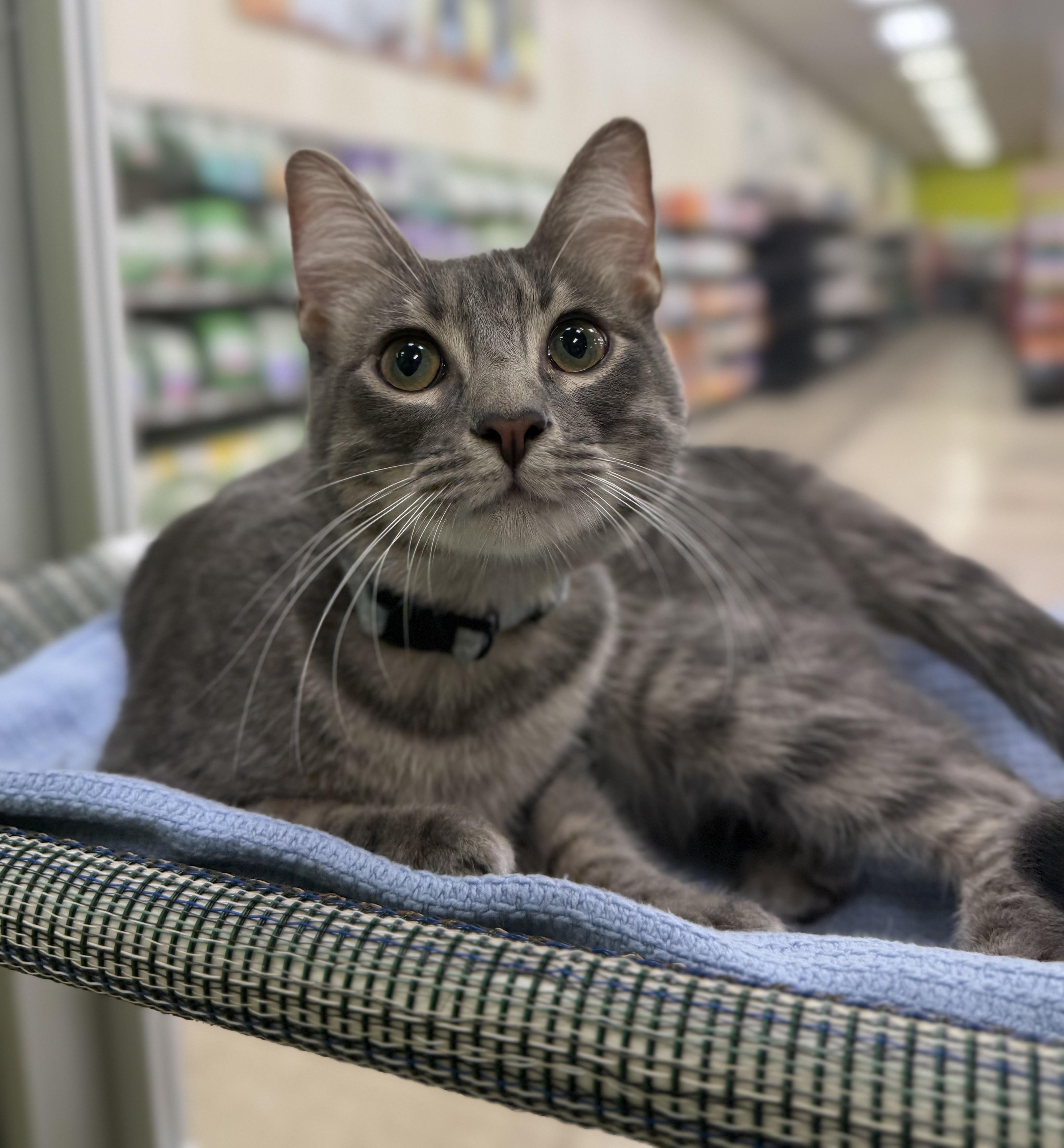 Pasha (bonded to Tatiana), Adoptable, Kitten Male Russian Blue & American Shorthair.