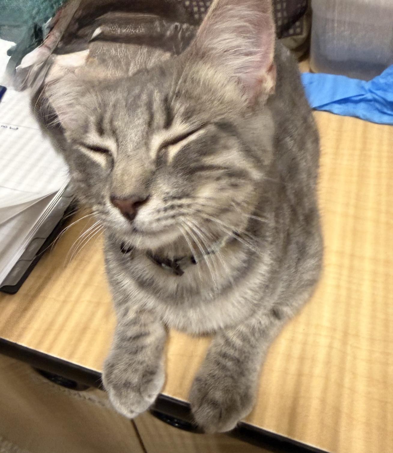 Pasha (bonded to Tatiana), a Adoptable mixed breed in Austin, TX image 3/5