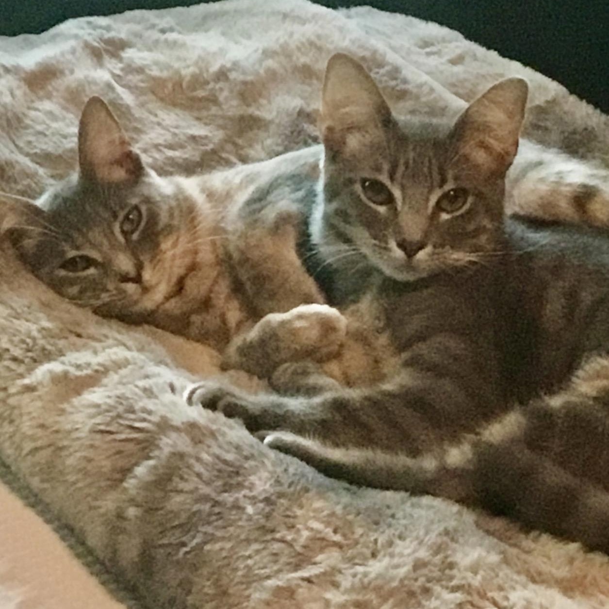 Pasha (bonded to Tatiana), Adoptable, Kitten Male Russian Blue & American Shorthair.