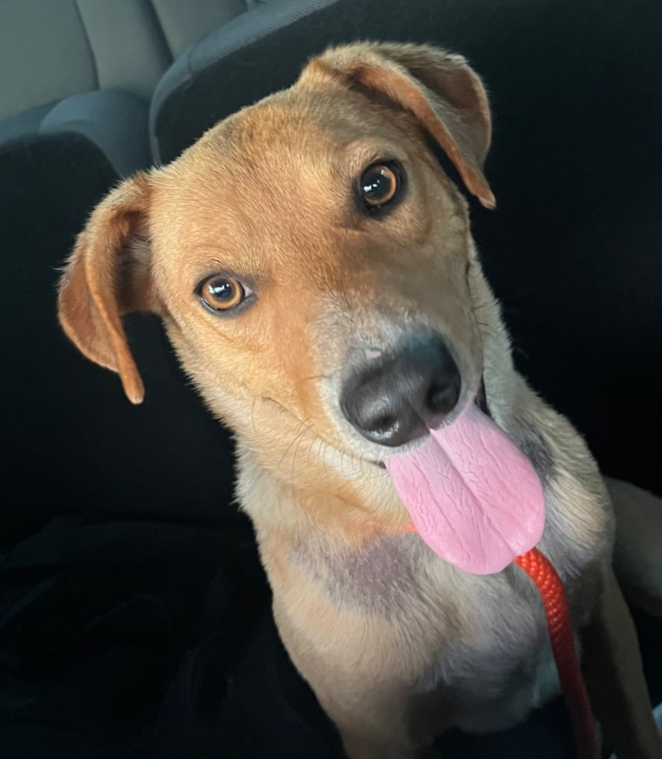 Bagel, Adoptable, Adult Male Beagle & Cattle Dog.