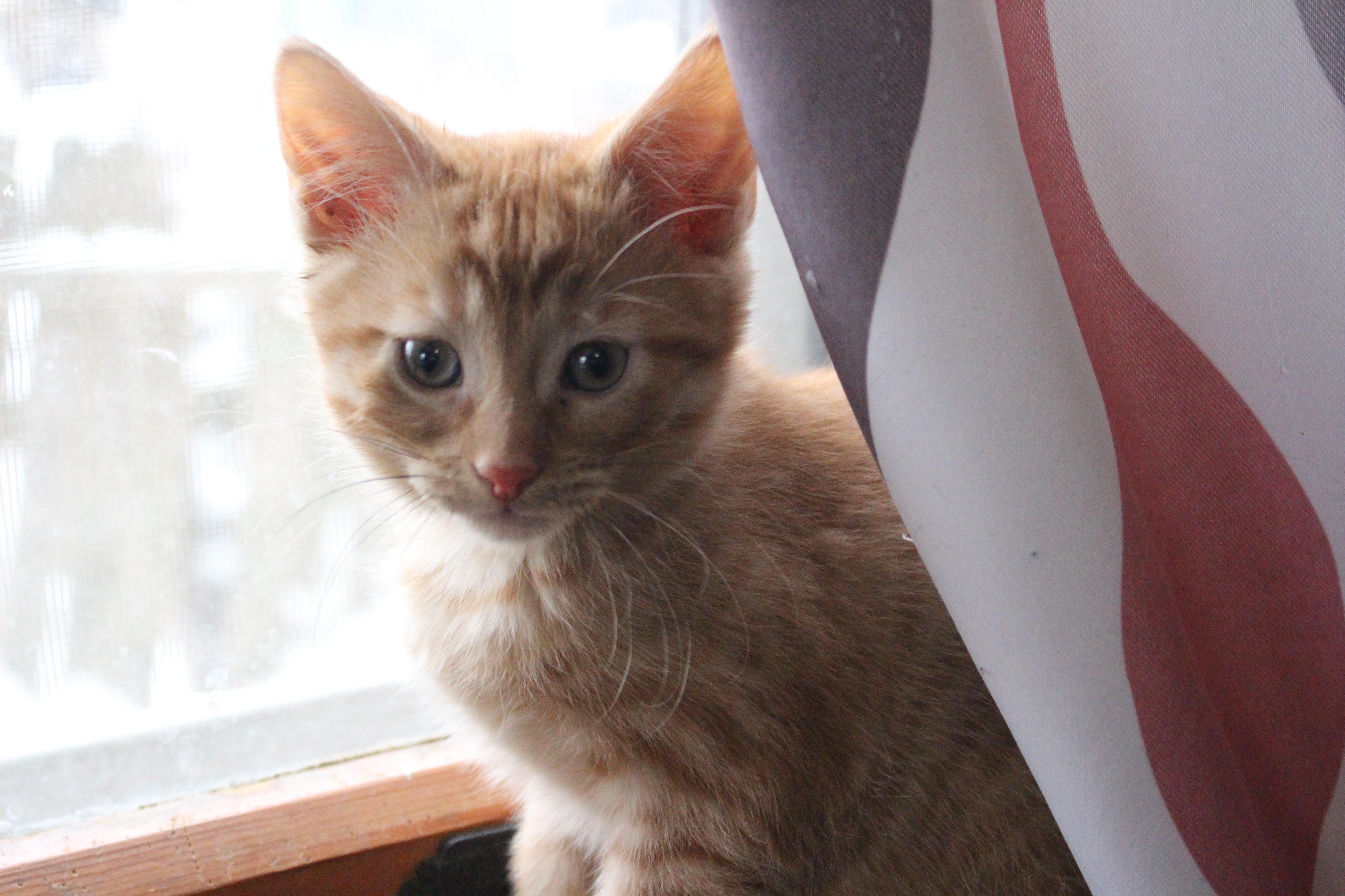 Cobbler, adopted, Kitten Male Domestic Short Hair.