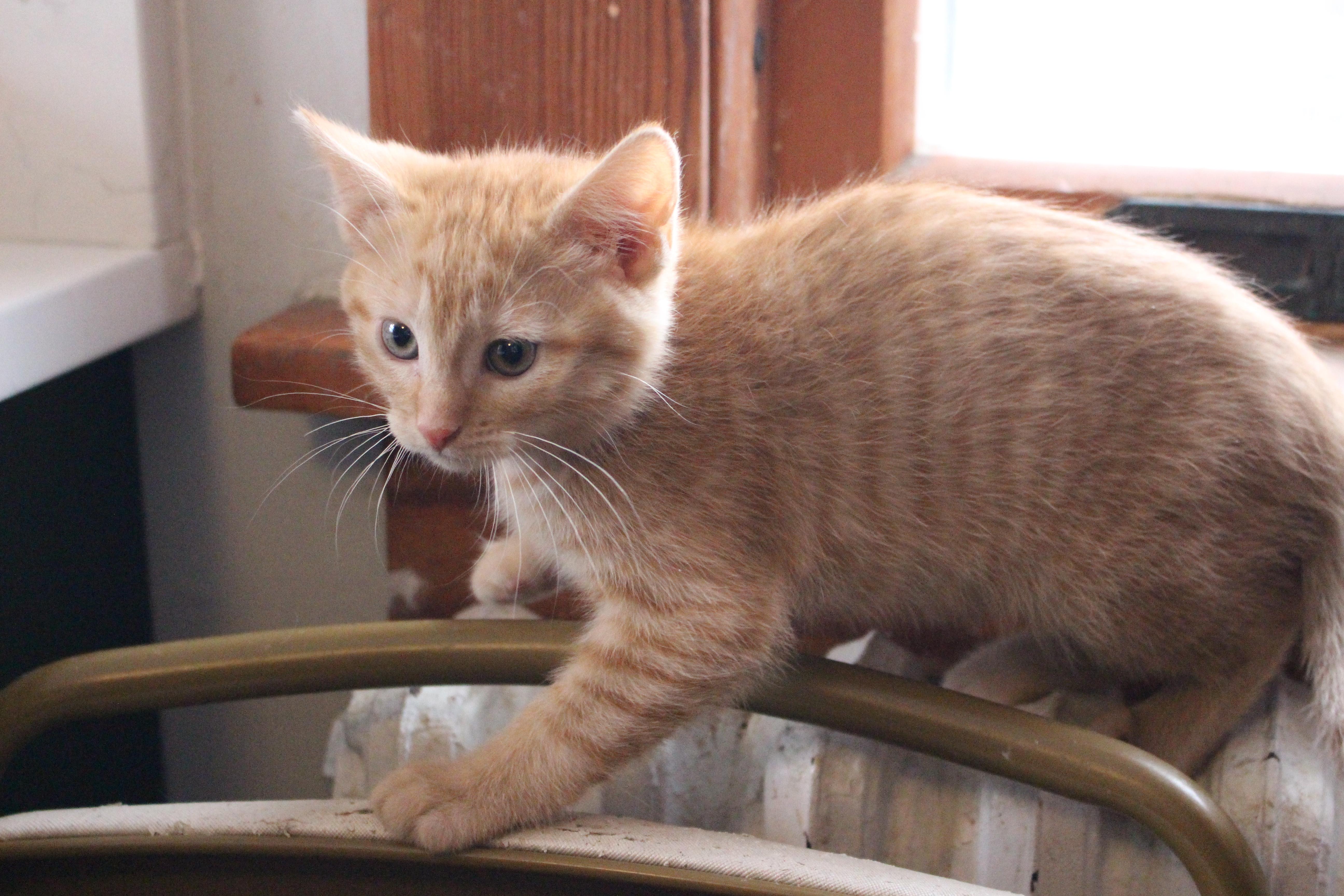 Enlarge Cobbler, an adopted Domestic Short Hair in Elgin, IL image 3/4